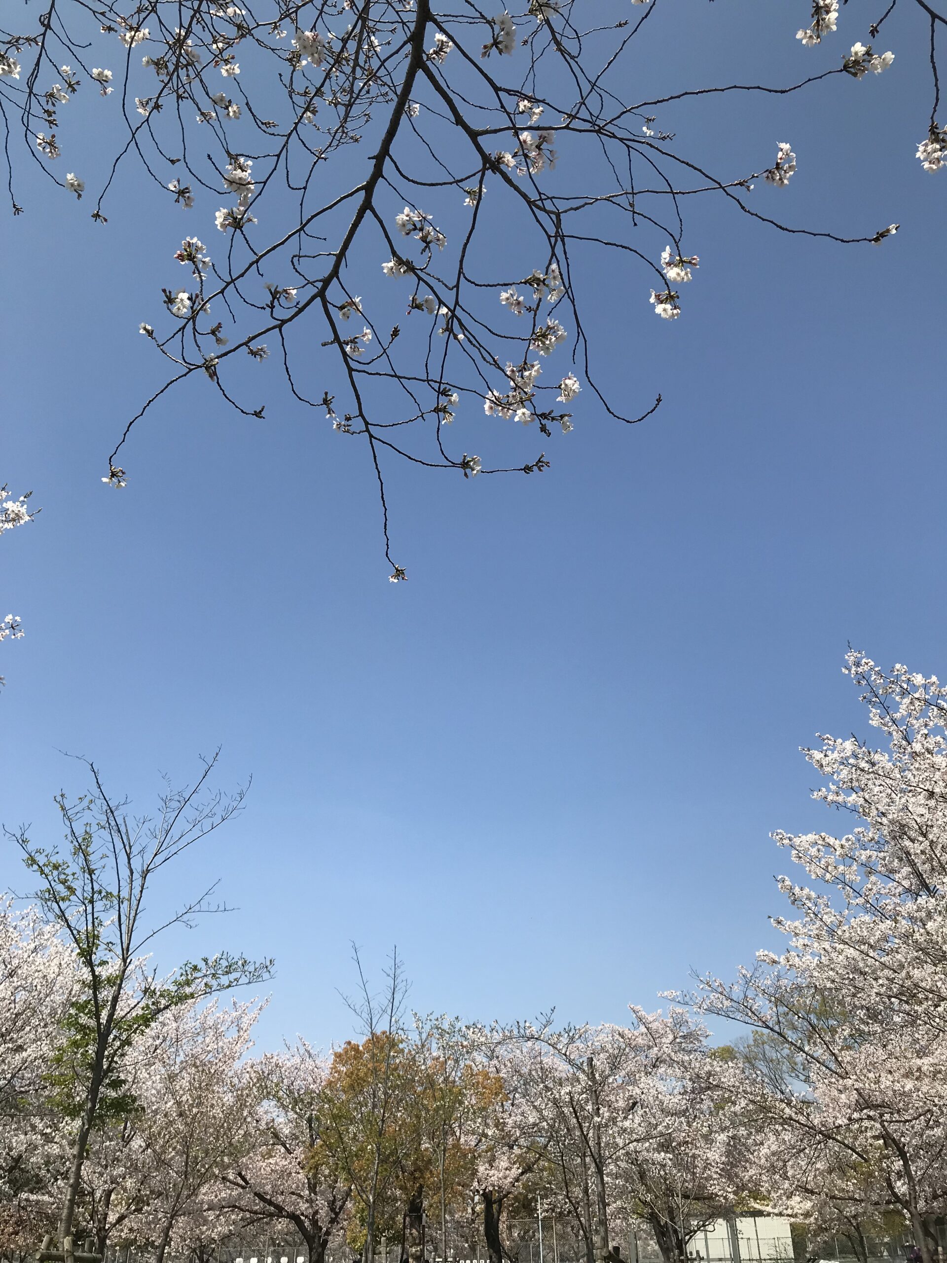 『満開の桜を満喫』