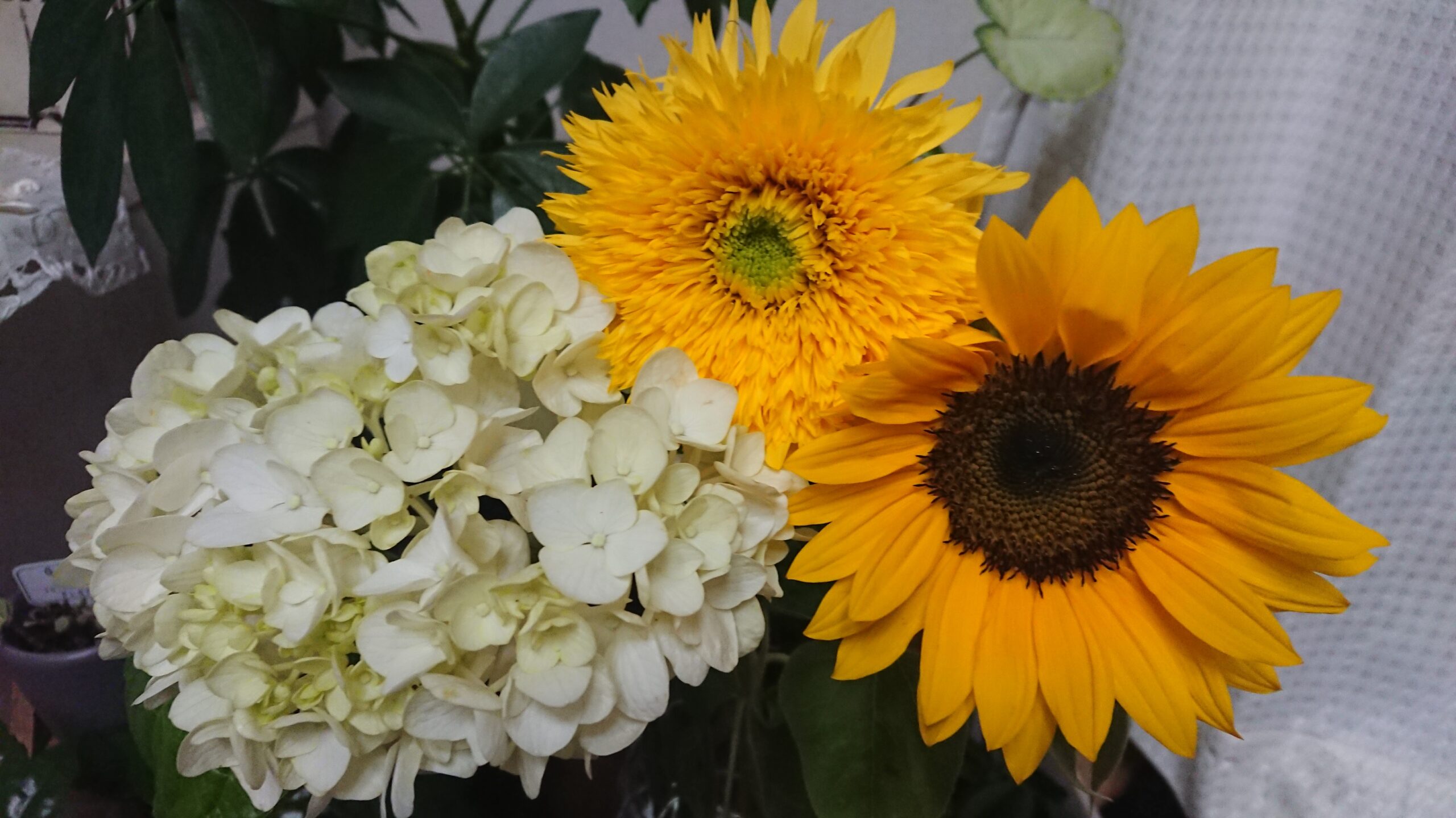 紫陽花と向日葵とＬIIMO阿波座 音楽鑑賞会のお話し🎵