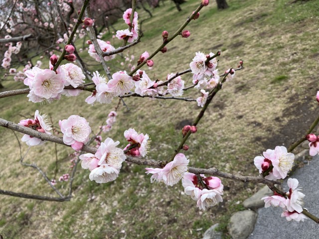 【週末イベント】　もうすぐ春ですね。　梅を見に行きました。