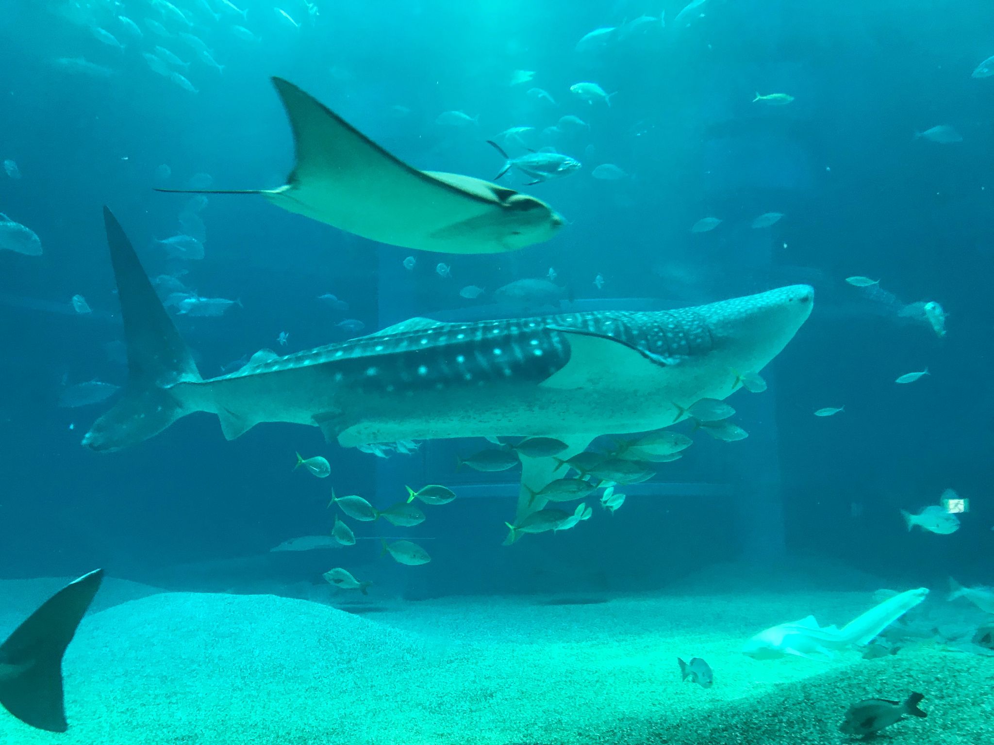 LIIMO南森町のみなさんと一緒に海遊館に行ってきました🐡