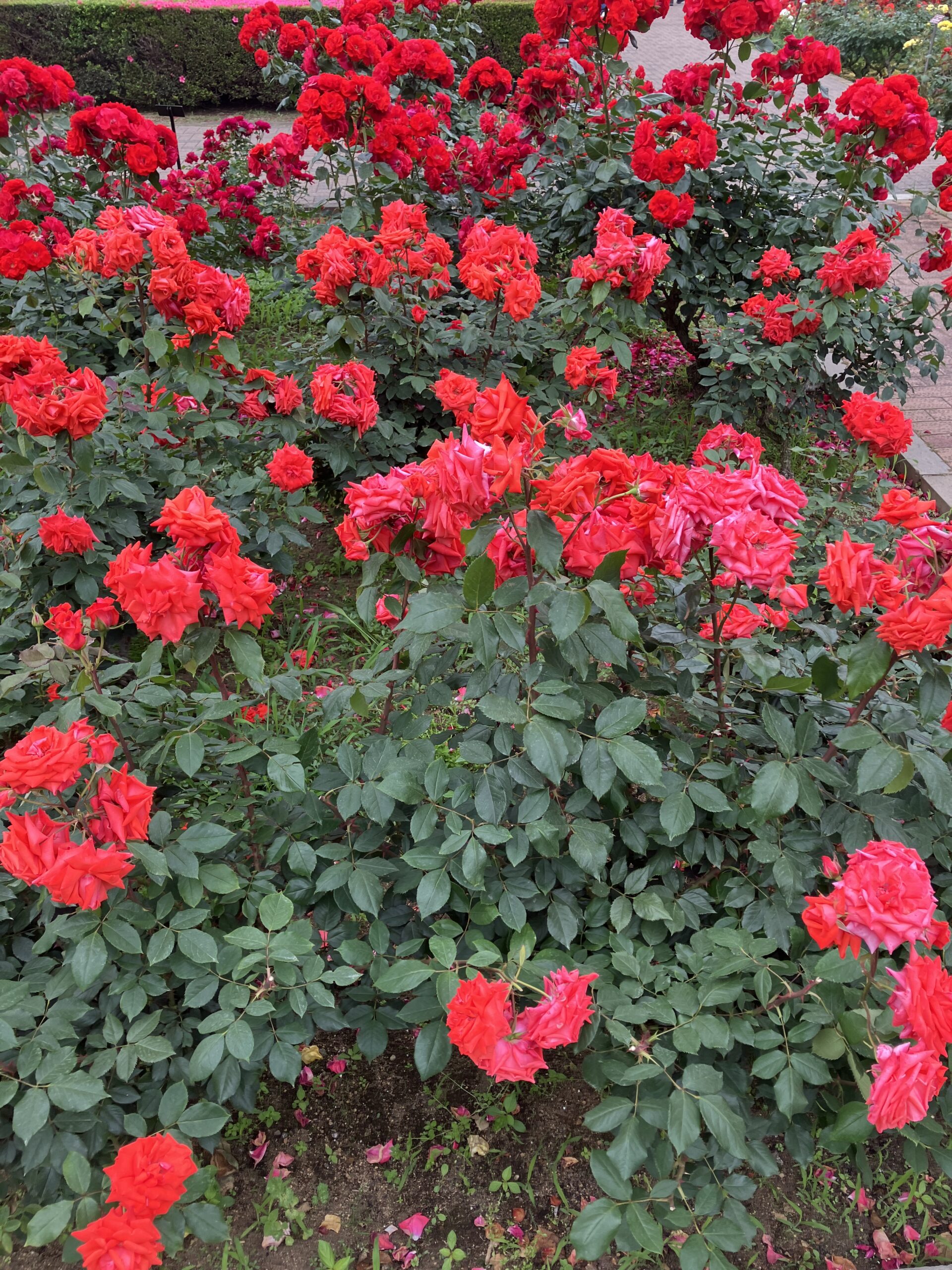 神代植物公園のバラフェスタに行ってきました