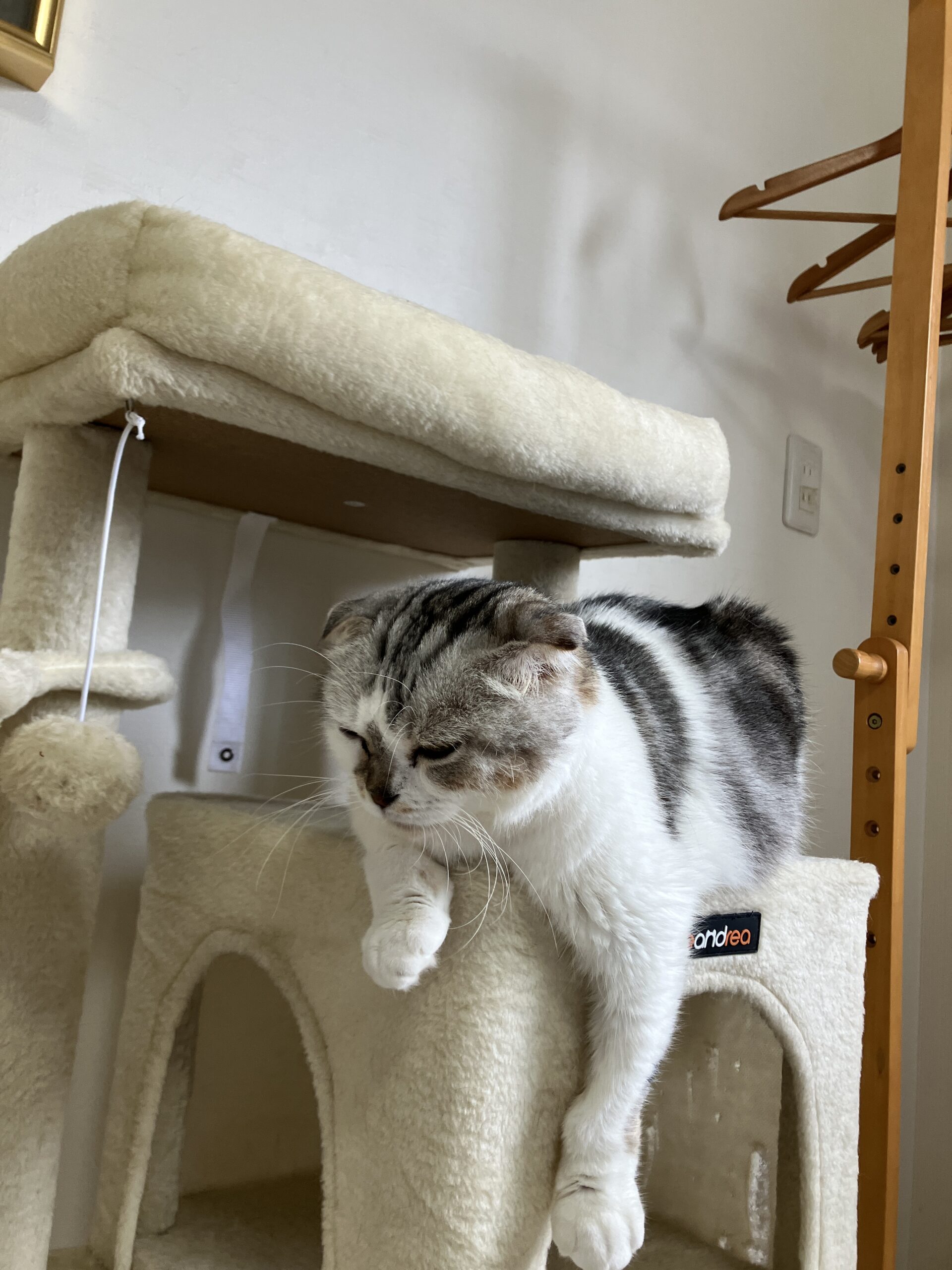大人気イベント「保護猫カフェ」に行ってきました！