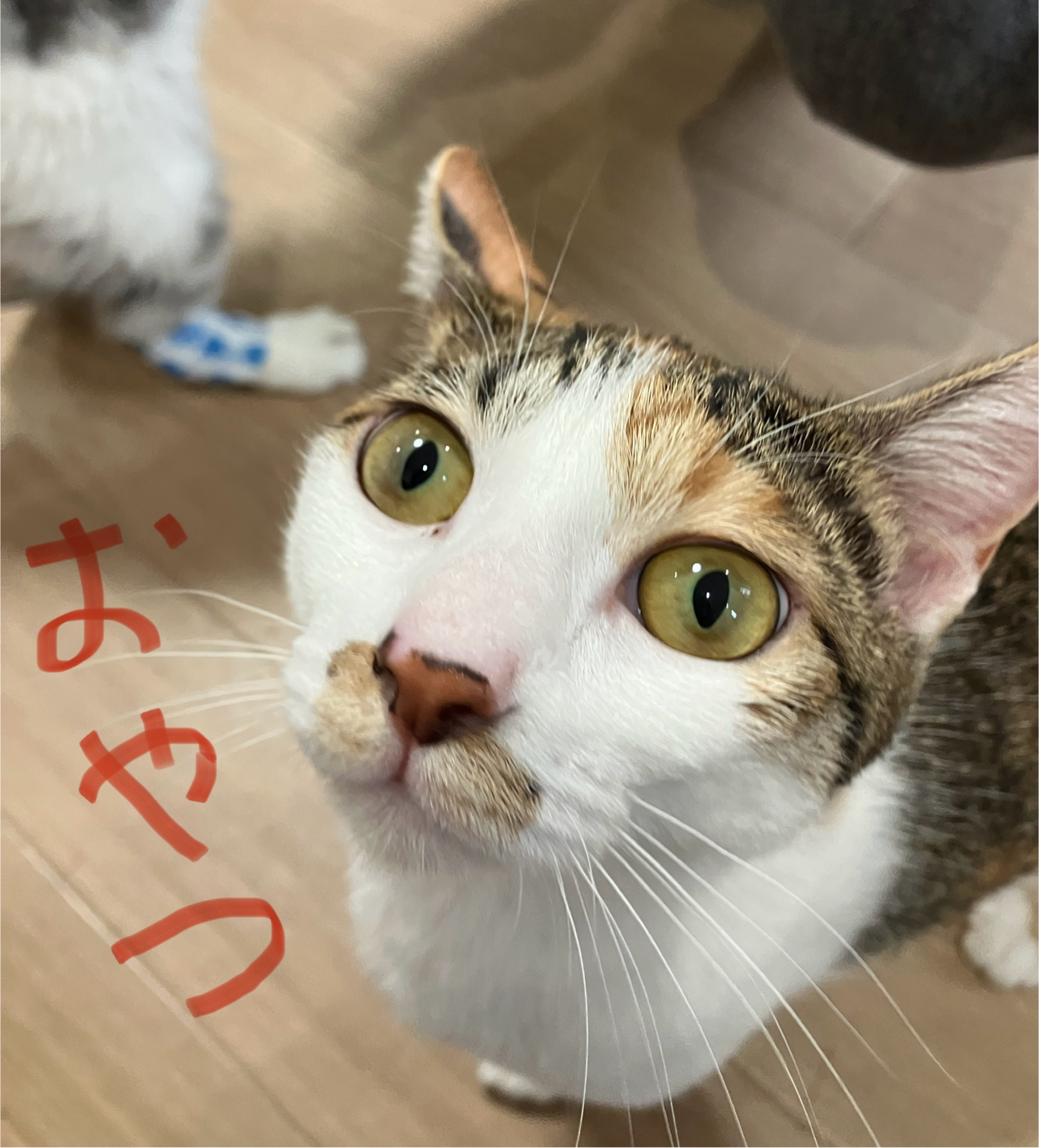 恒例イベント「猫カフェ」に行ってきました。