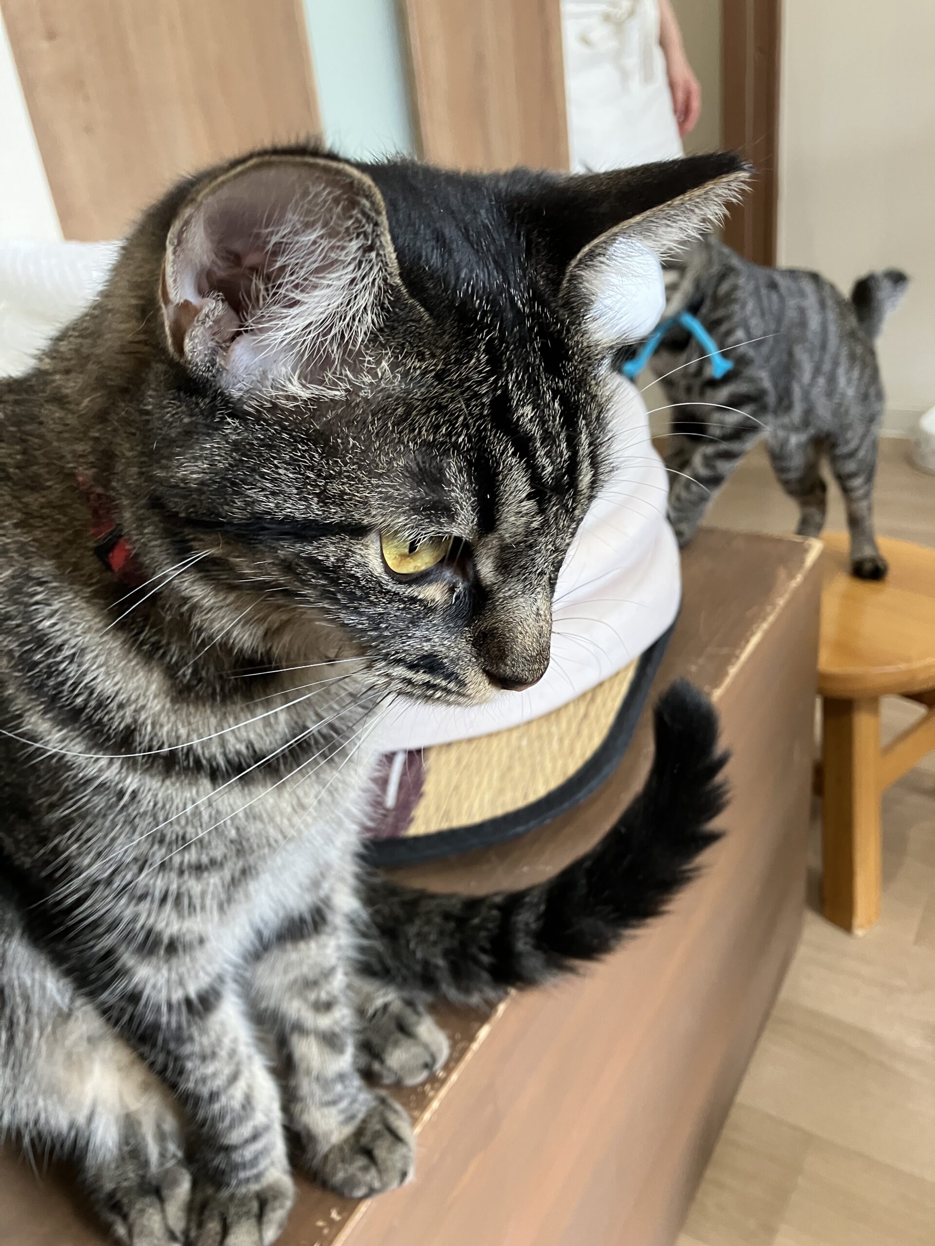 人気イベント猫カフェに行こう