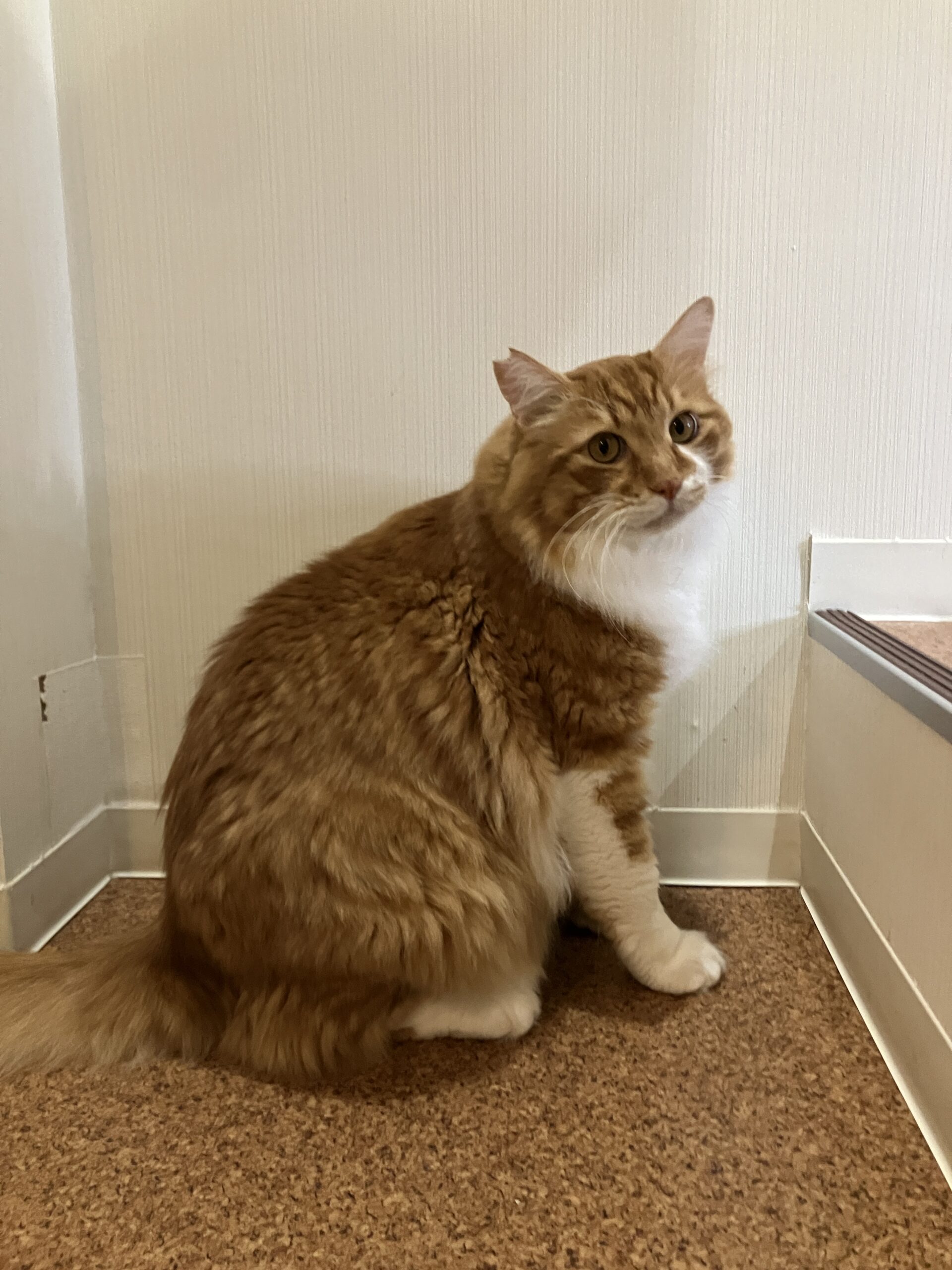 猫カフェイベントに行ってきました！