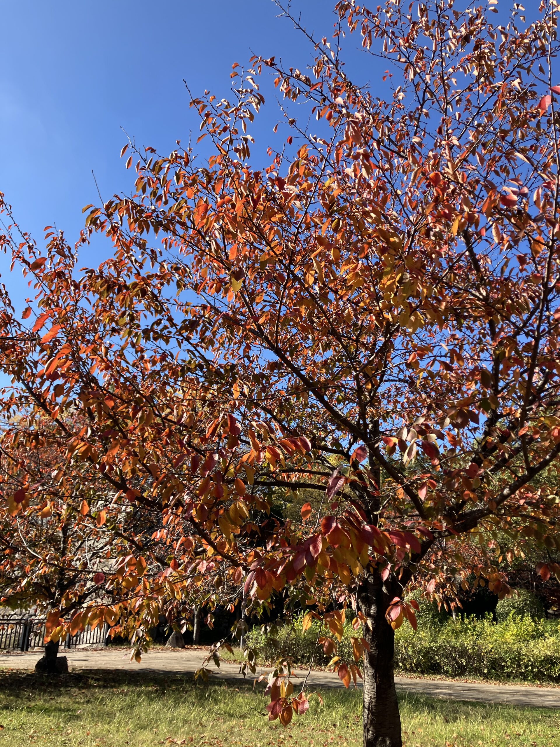 『事業所合同イベント：大阪城公園へ』