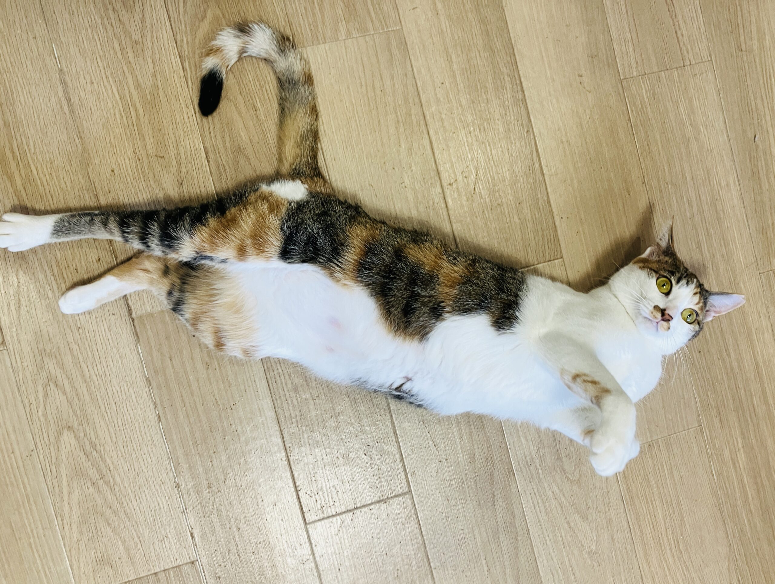 『保護猫たちとふれあえるイベントです。』