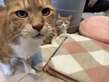 イベント　『保護猫カフェ』で猫ちゃんからスリスリ🐈