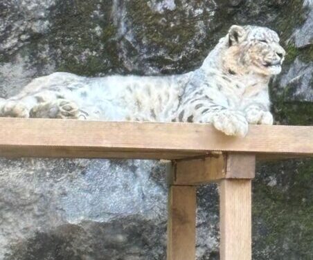 3/28土曜日イベント　【多摩動物公園】へお出かけ！🐘