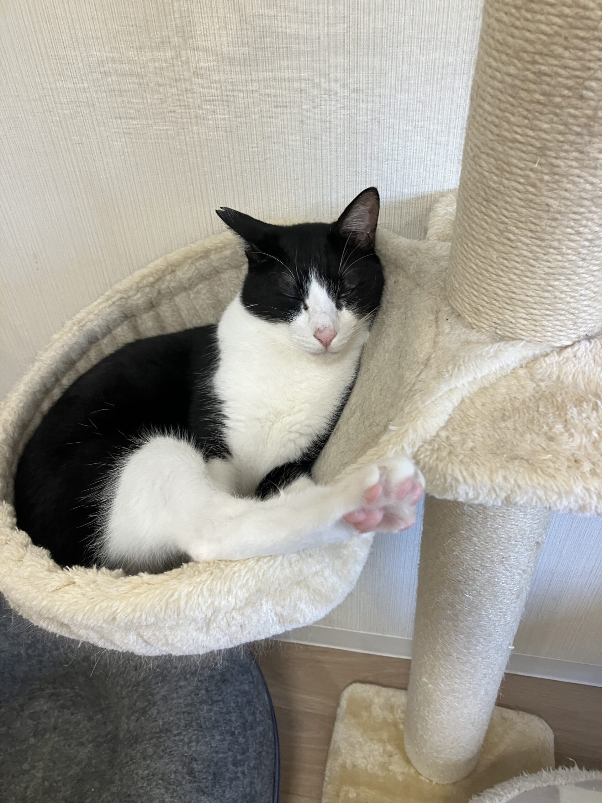 外出イベントで「保護猫カフェ」に行ってきました!