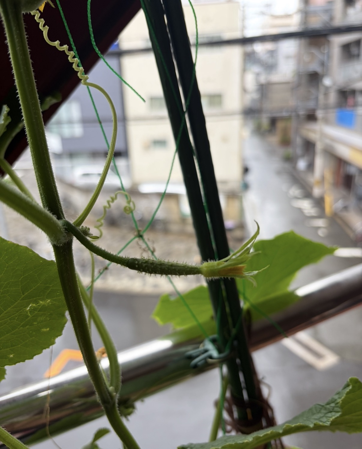 夏野菜、その後.....