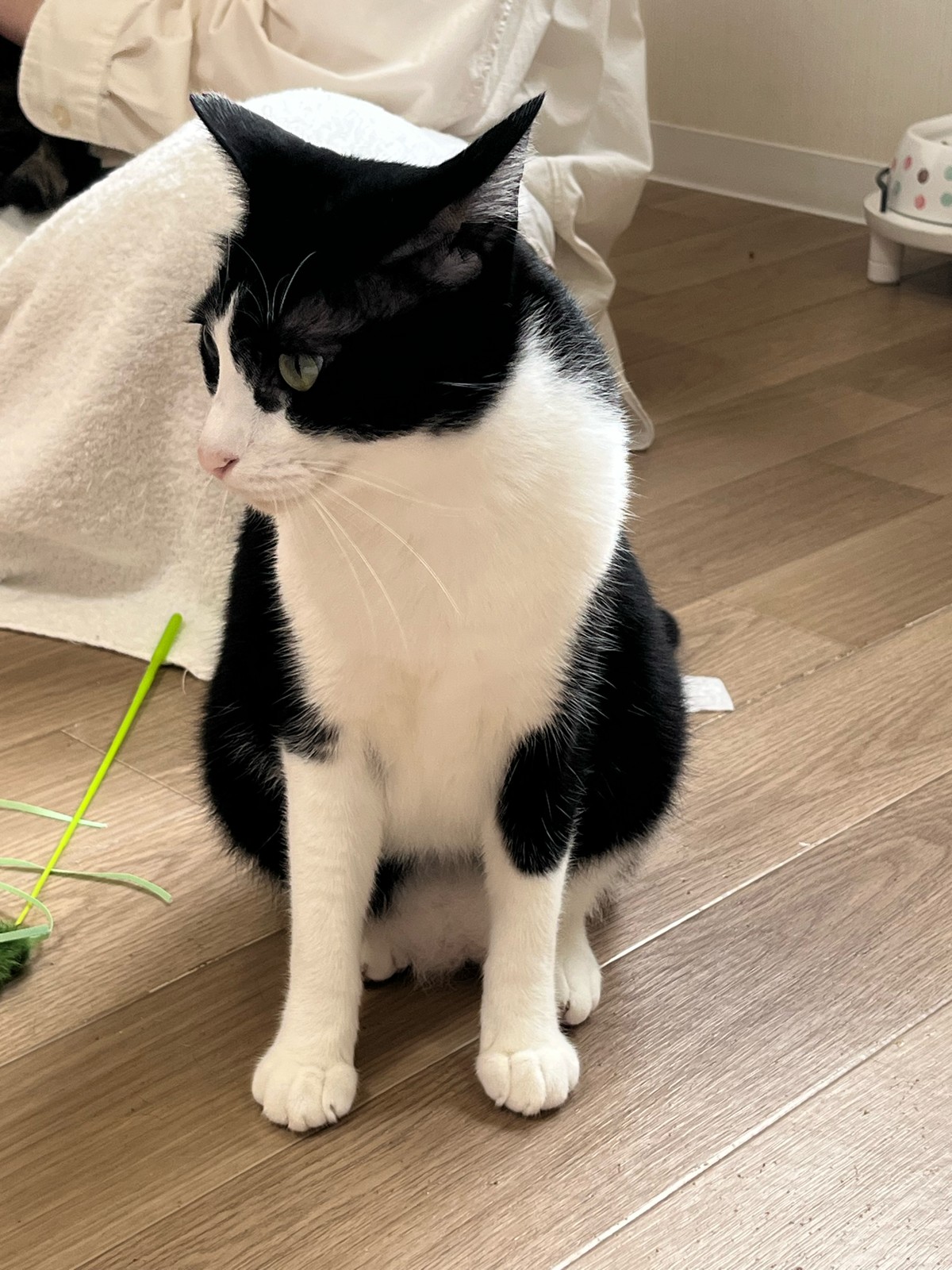 保護猫カフェで癒しの時間を過ごしました♪